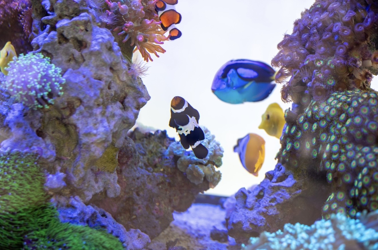 Tranquil Reef Aquarium